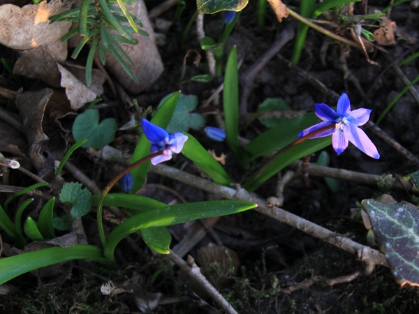 Fruehling   049.jpg